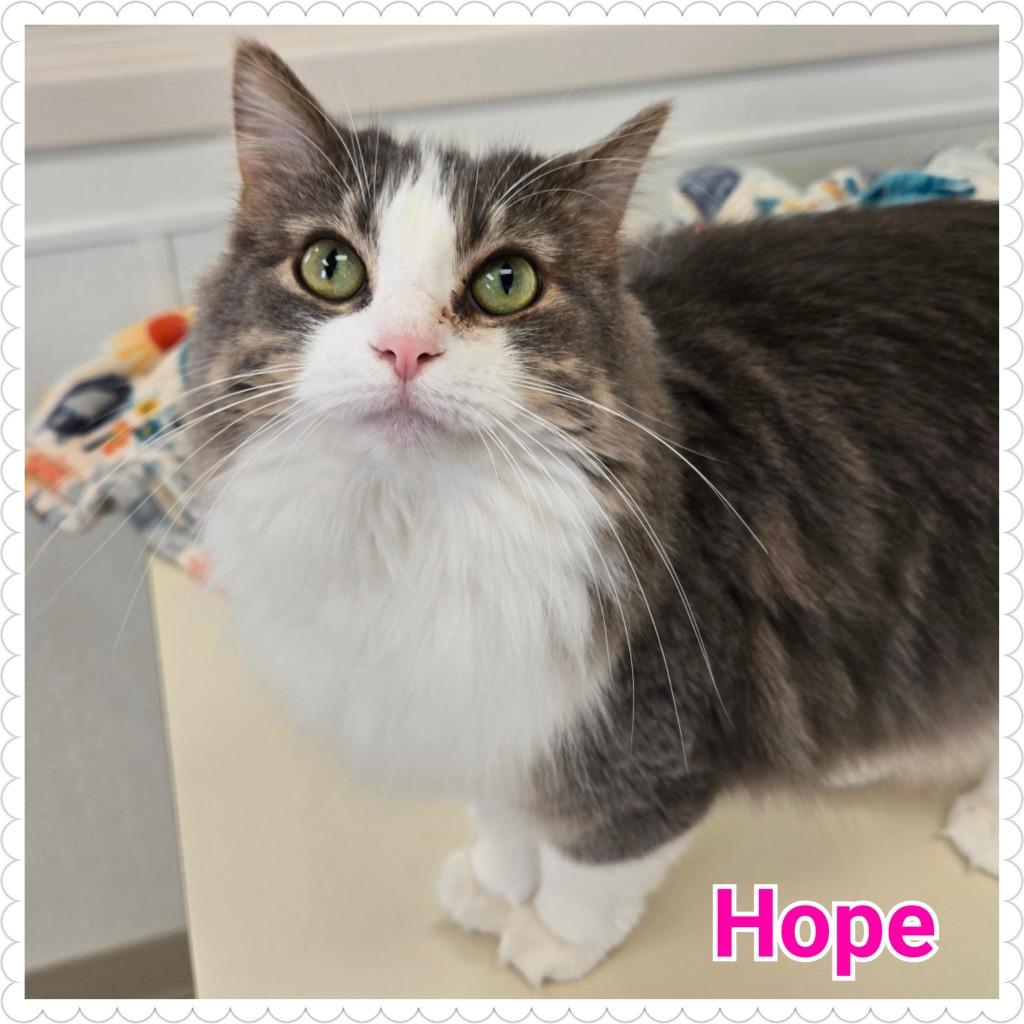 Hope, a Adoptable mixed breed in North Saint Paul, MN image 5/6