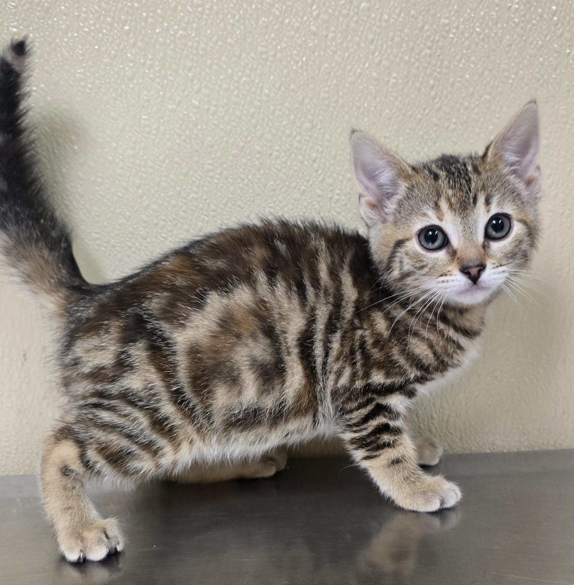Meadow, adopted, Kitten Female Domestic Short Hair.