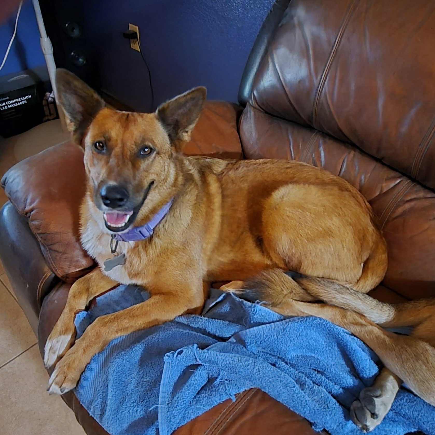 Ginger, Adoptable, Adult Female Belgian Shepherd / Malinois.
