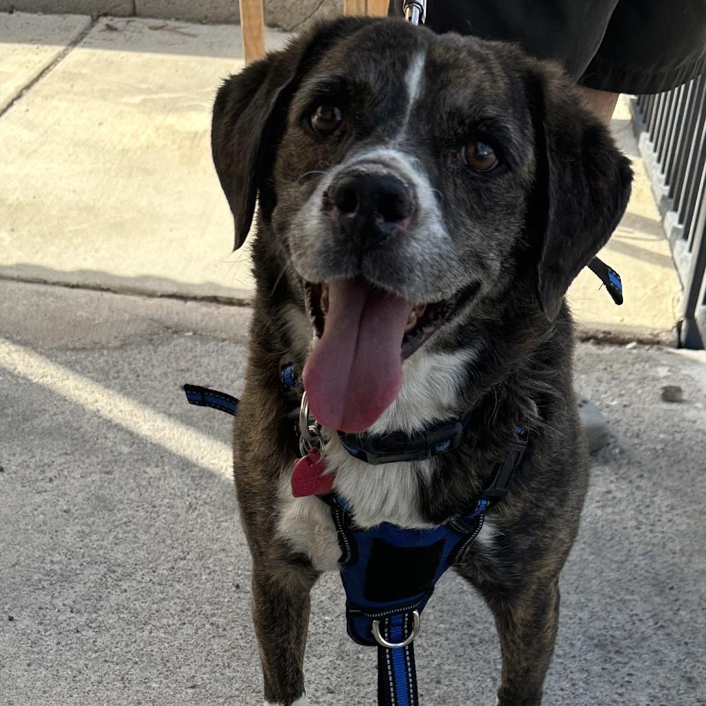 Drake O, Adoptable, Adult Male Beagle & Terrier.