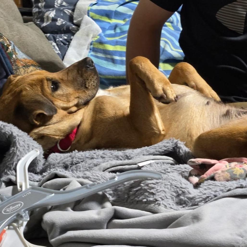 Moxie, Adoptable, Adult Female Shar-Pei & Shepherd.