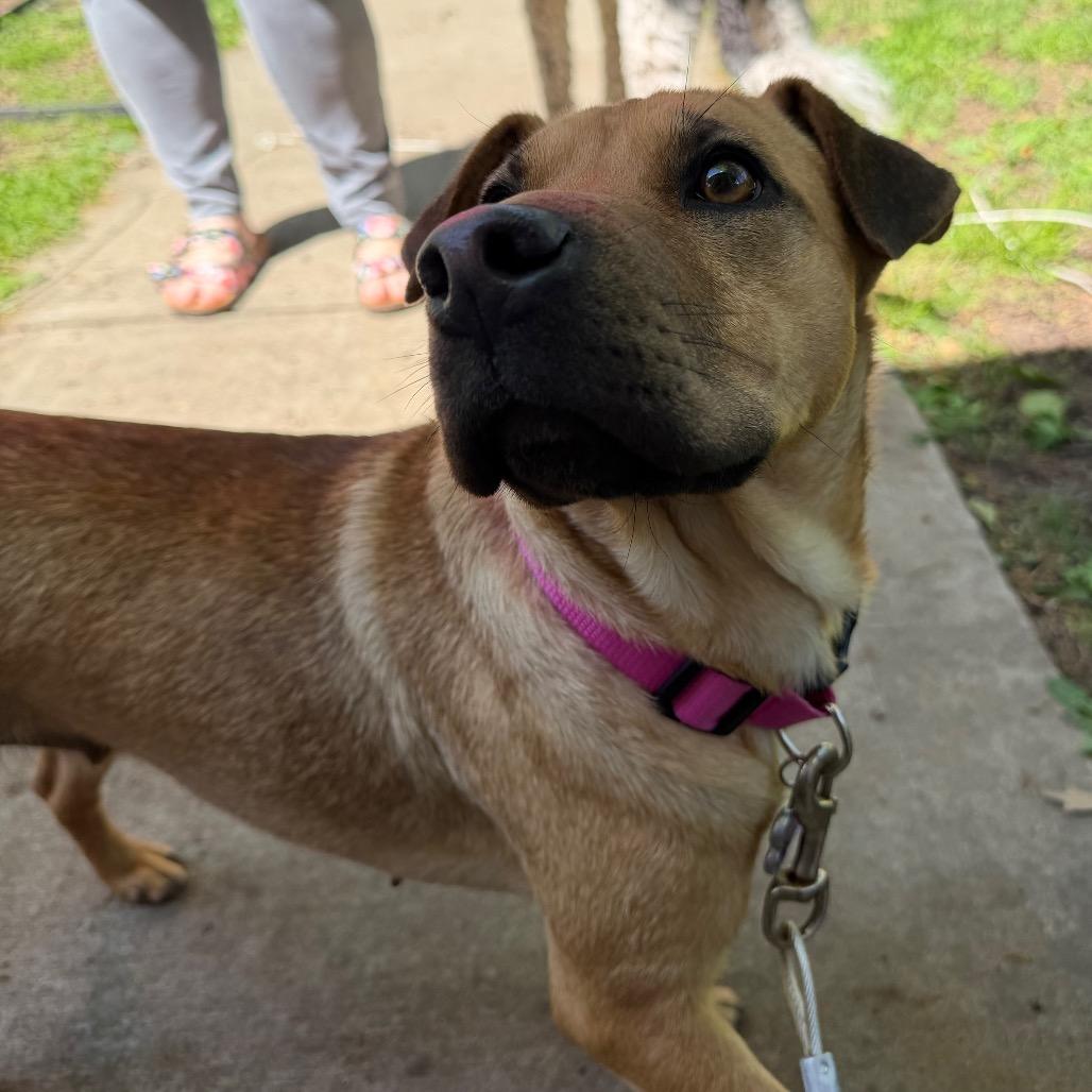 Moxie, a Adoptable mixed breed in Kansas City, MO image 2/3