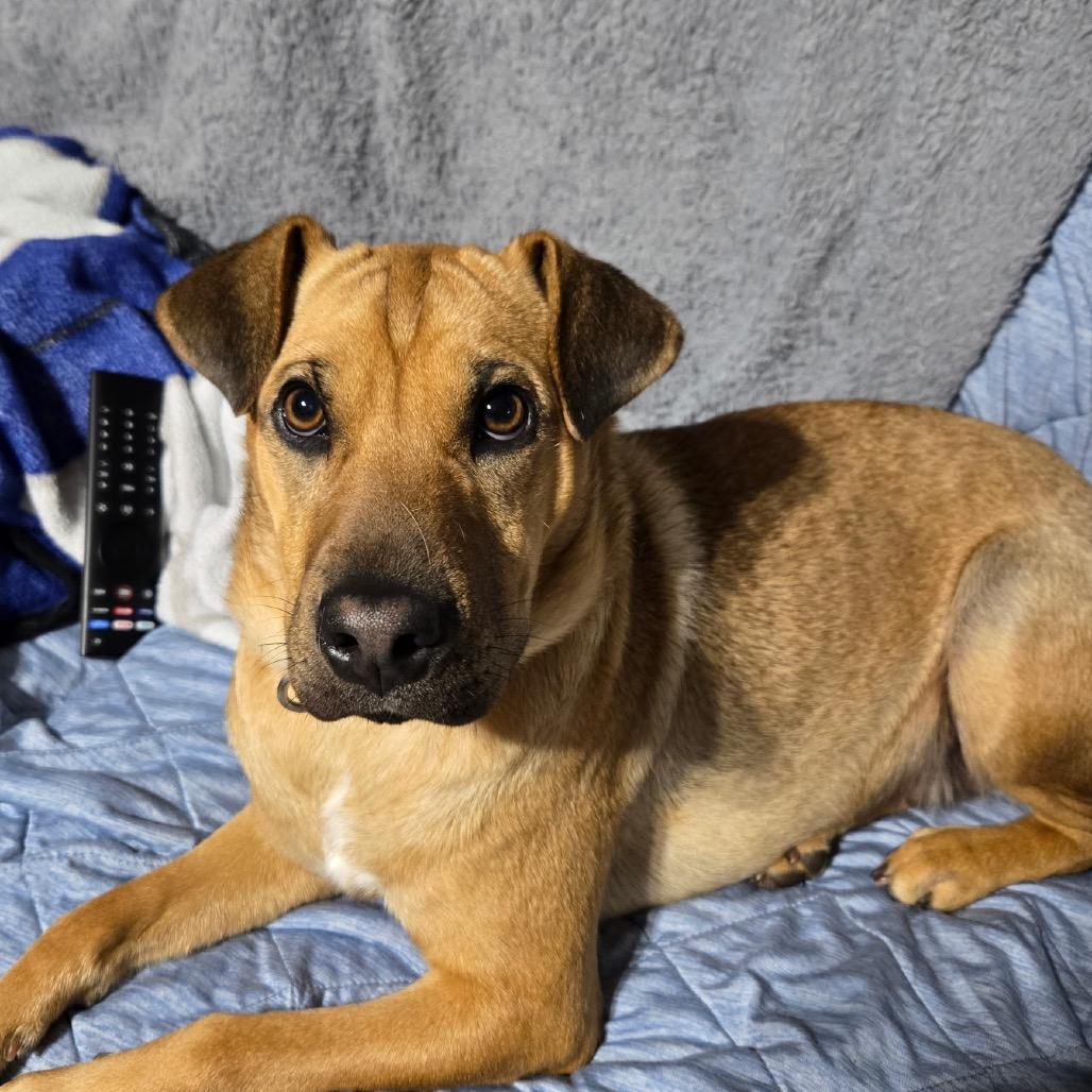 Moxie, a Adoptable mixed breed in Kansas City, MO image 3/3