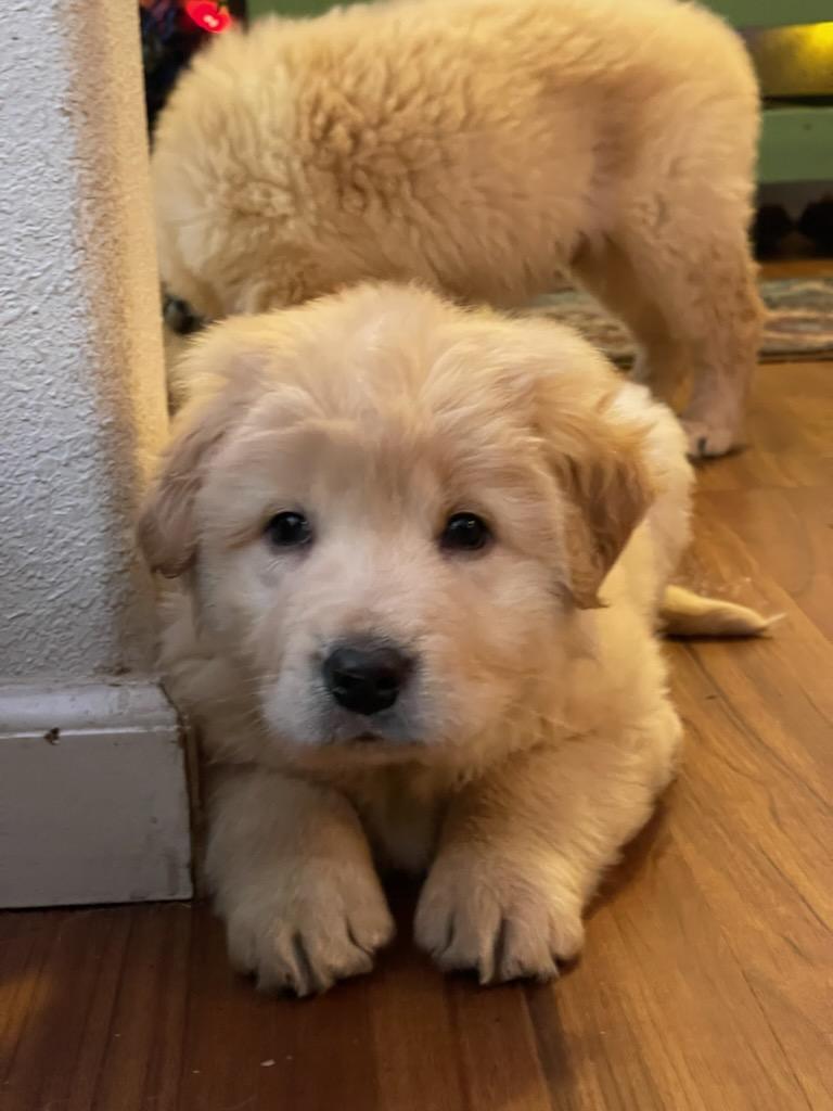 Bear, Adopted, Adult Male Great Pyrenees.