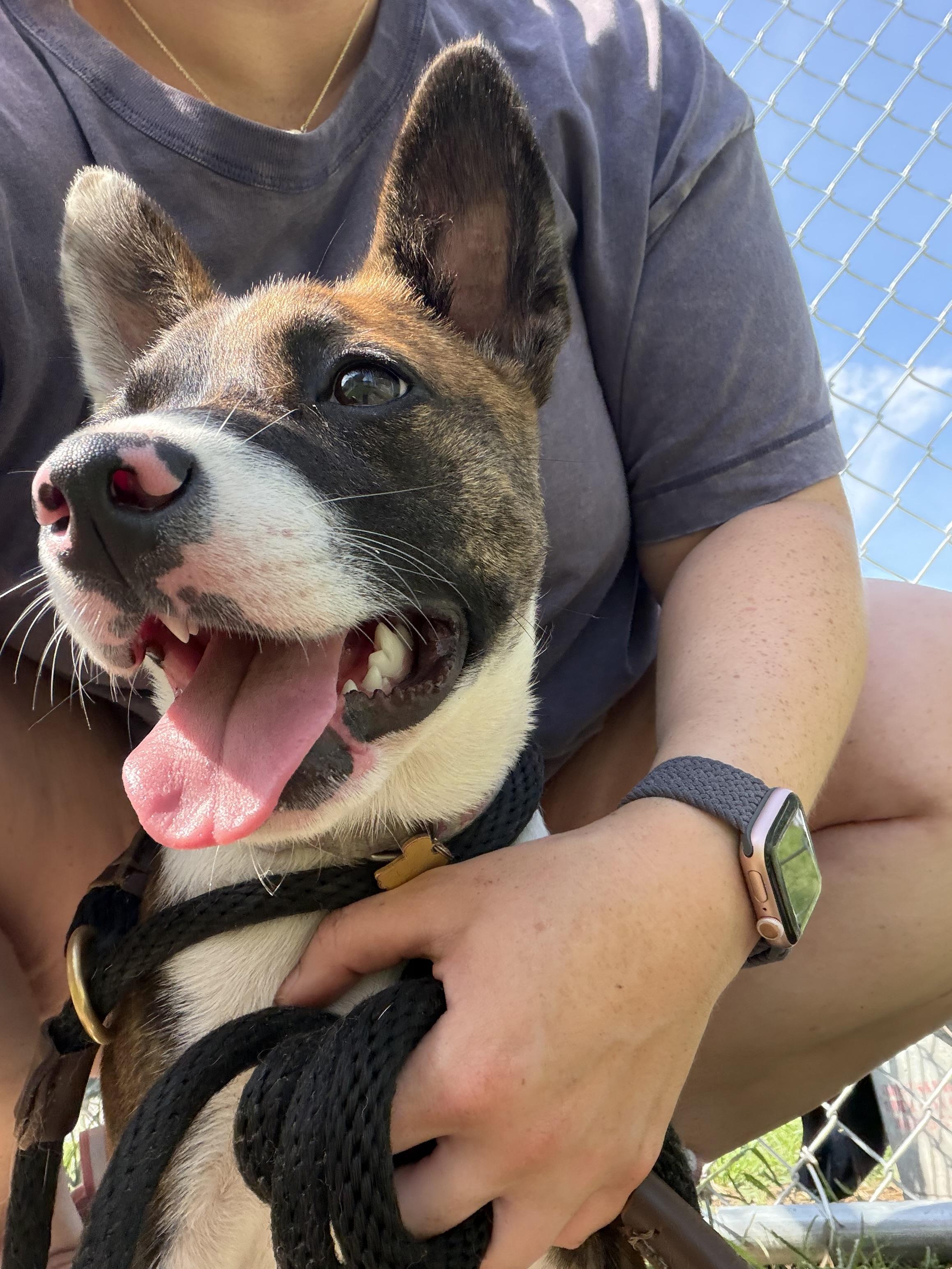 Mia, a ADOPTABLE Mixed Breed in Gloucester, VA image 4/5