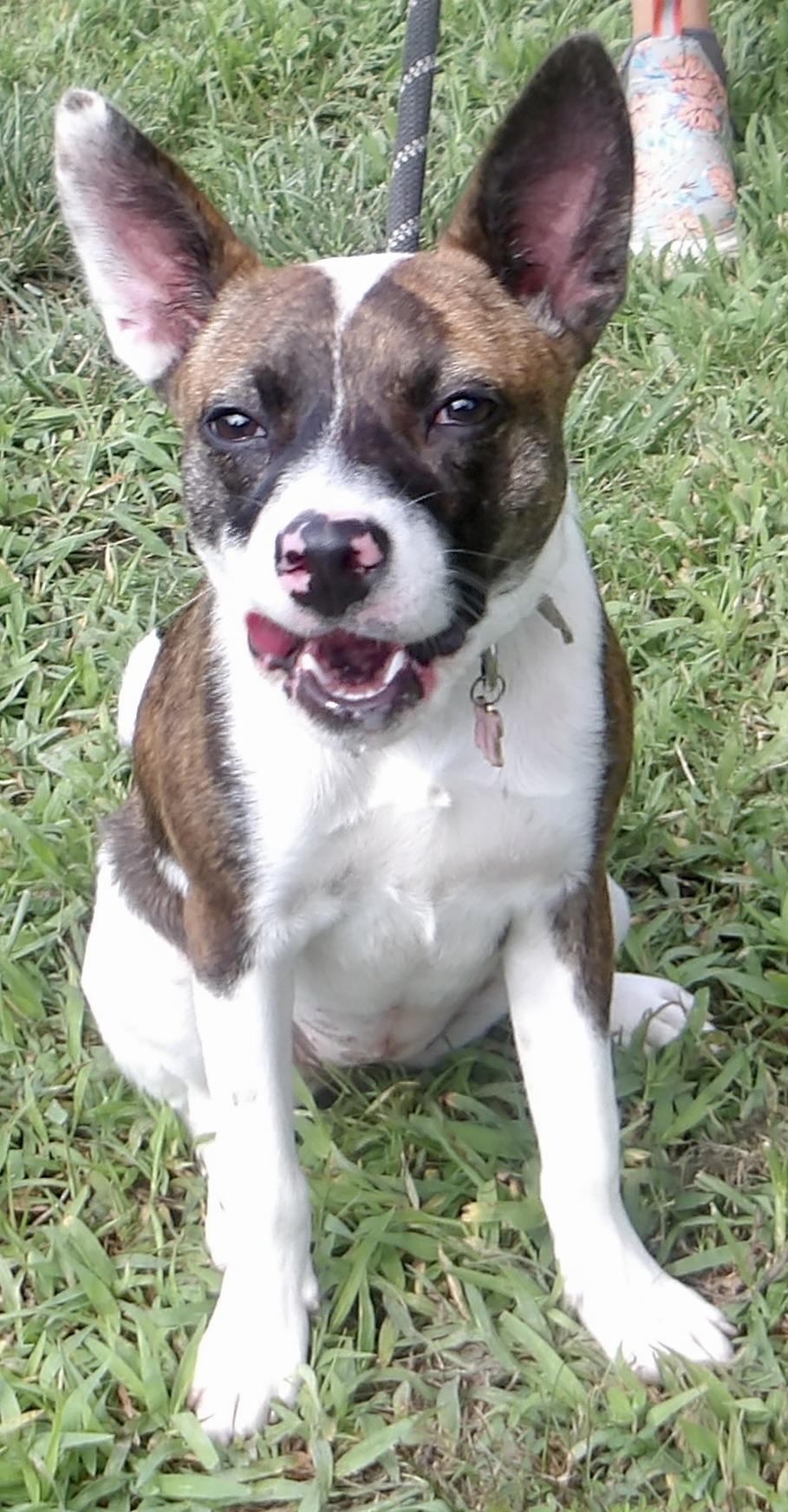 Mia, a ADOPTABLE Mixed Breed in Gloucester, VA image 2/5