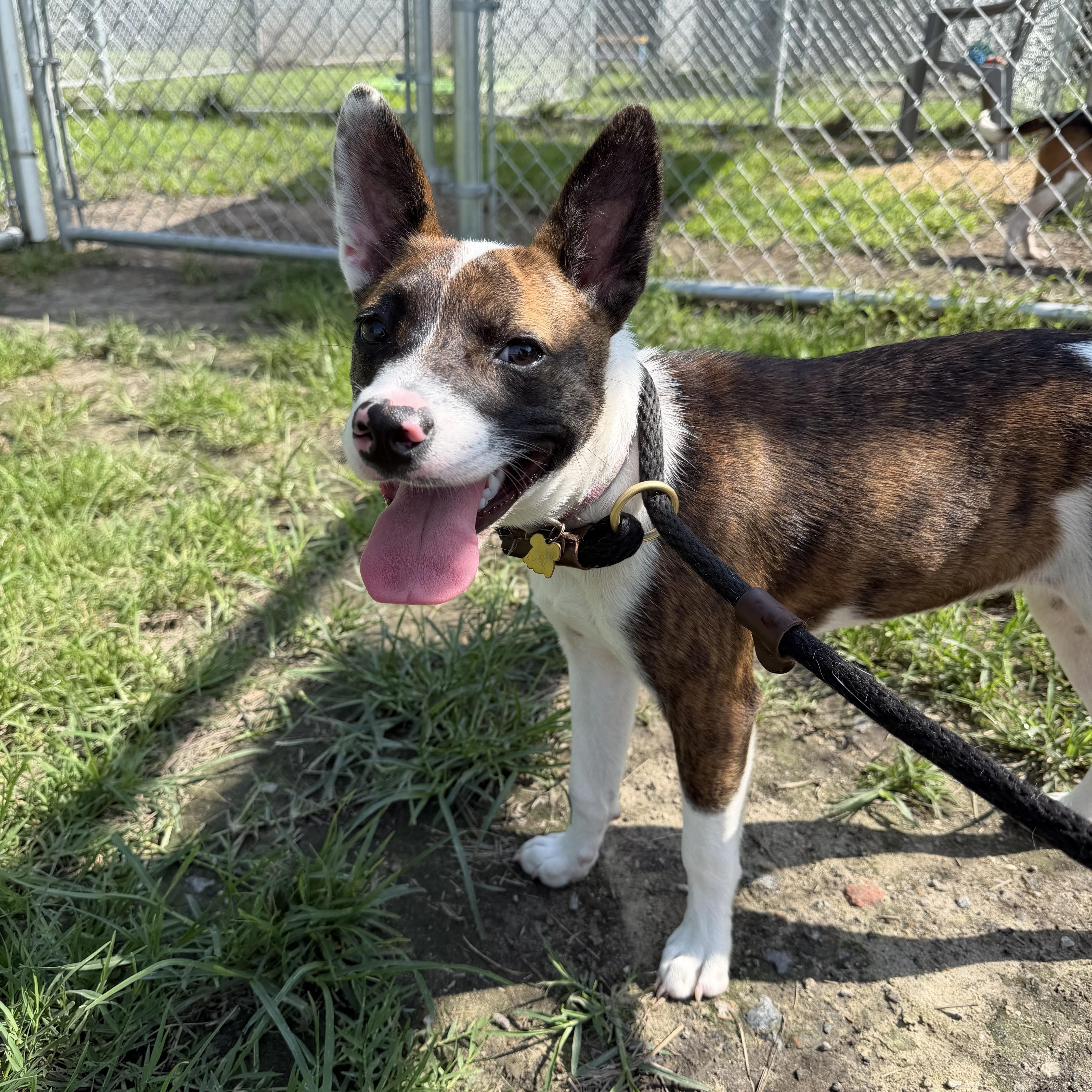 Mia, a ADOPTABLE Mixed Breed in Gloucester, VA image 3/5