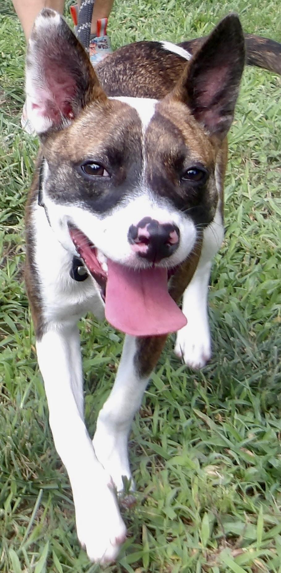 Mia, a ADOPTABLE Mixed Breed in Gloucester, VA image 5/5