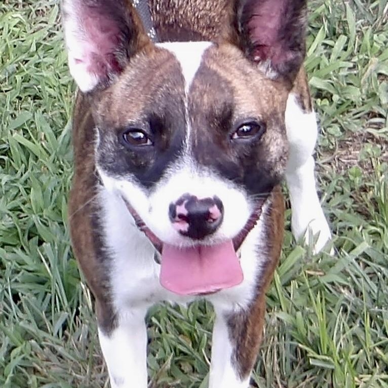 Mia, ADOPTABLE, Young Female Mixed Breed.