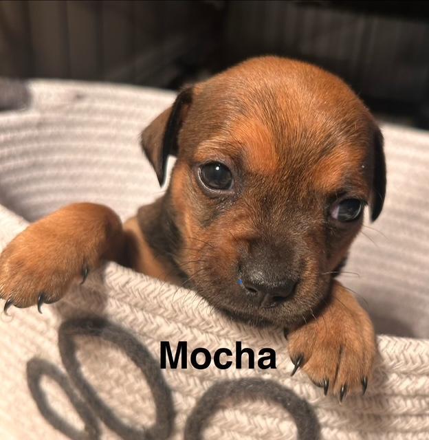 Puppy Biscuit Boy - So Ca, Adoptable, Puppy Male Dachshund & Chihuahua.