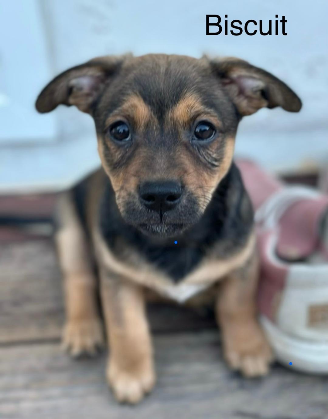 Enlarge Puppy Biscuit Boy  -  So Ca, a Adoptable mixed breed in Los Angeles, CA image 2/3