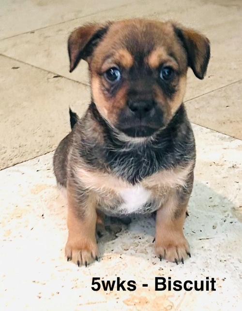 Enlarge Puppy Biscuit Boy  -  So Ca, a Adoptable mixed breed in Los Angeles, CA image 3/3