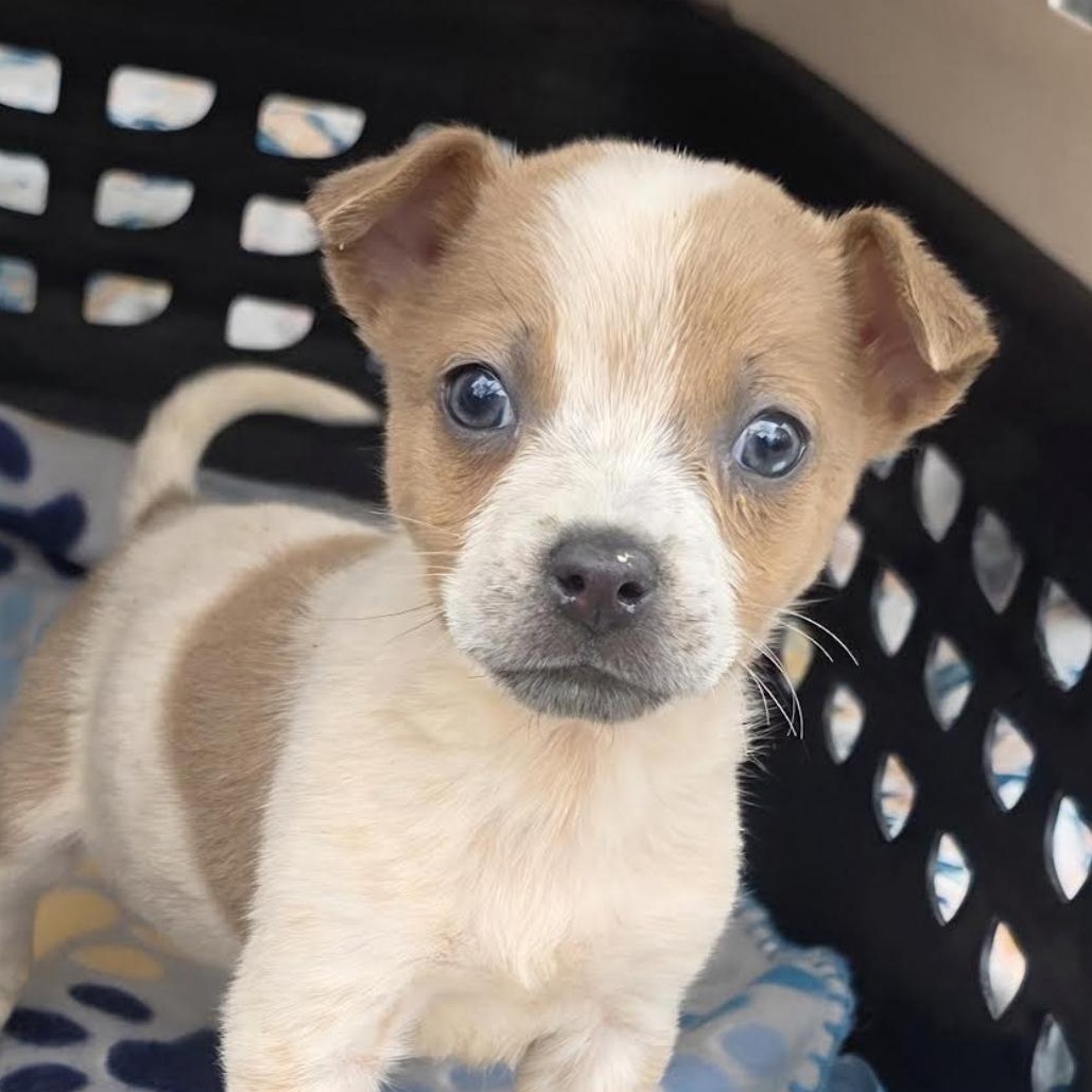 Peach Kart - Local pup