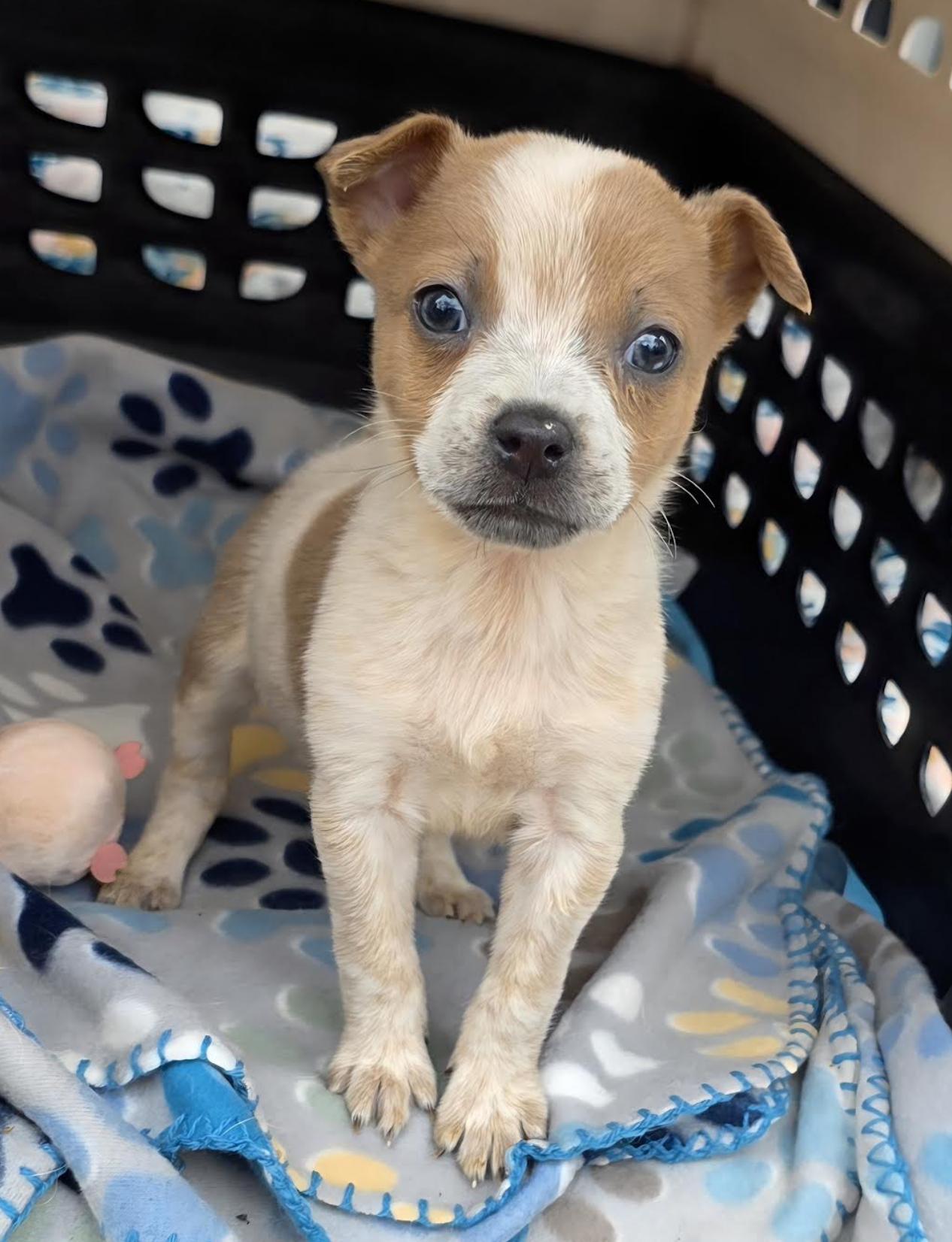 Peach Kart - Local pup — thumbnail 2