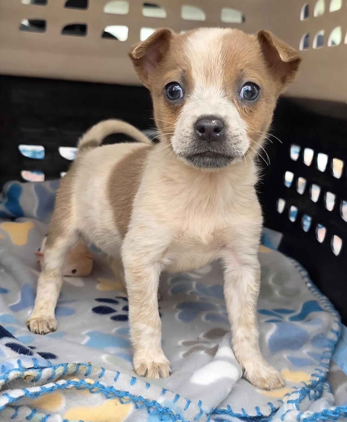 Peach Kart - Local pup — thumbnail 3