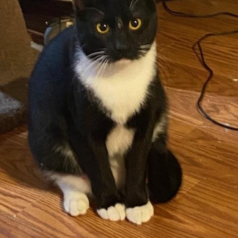 Enlarge Cashier (F) and Greeter (F), a ADOPTABLE Domestic Short Hair in Fairfax, VA image 1/6