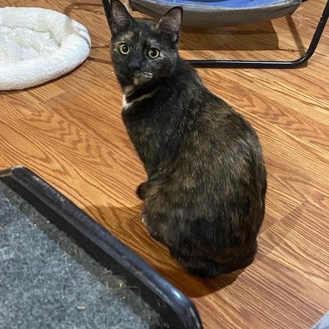 Enlarge Cashier (F) and Greeter (F), a ADOPTABLE Domestic Short Hair in Fairfax, VA image 2/6