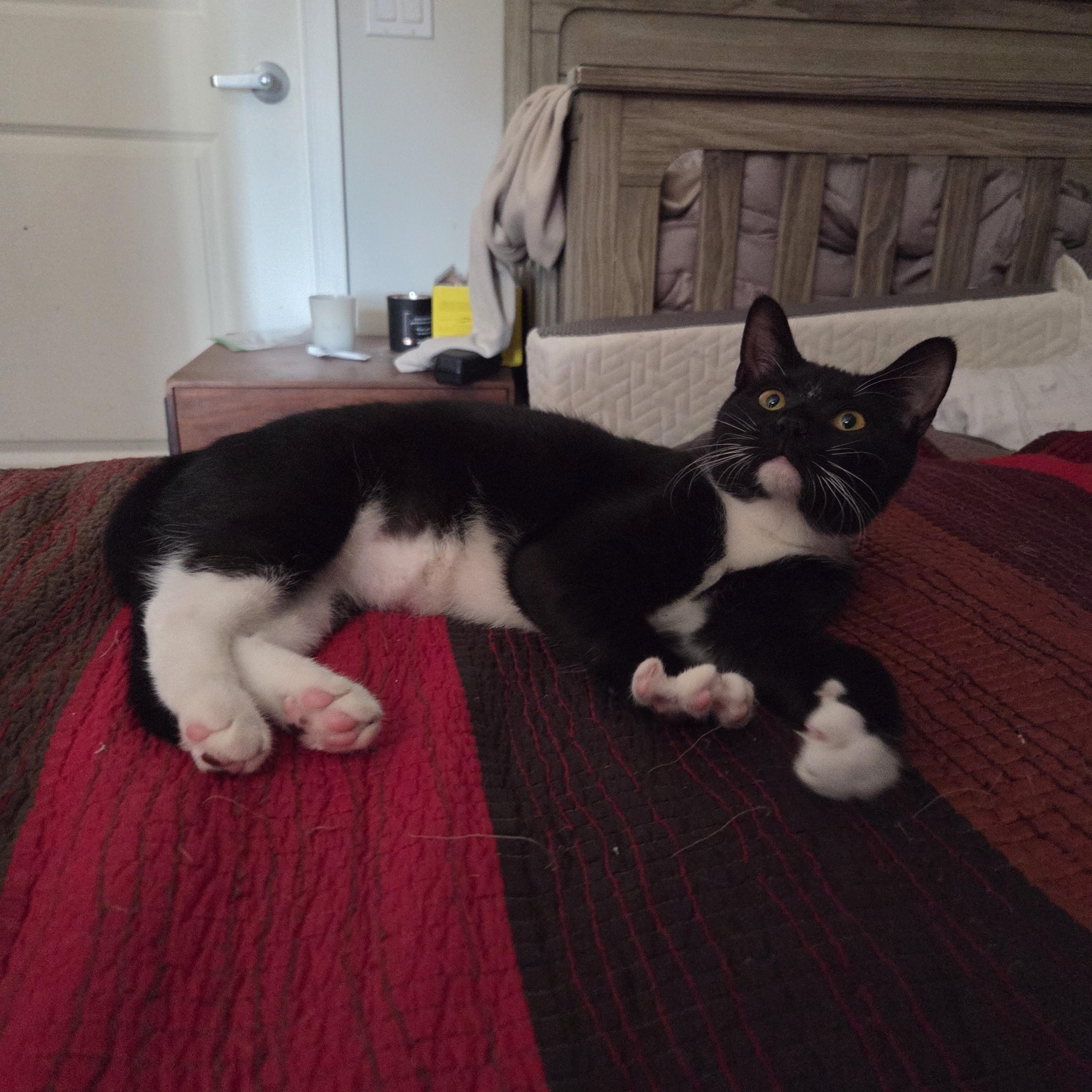 Enlarge Cashier (F) and Greeter (F), a ADOPTABLE Domestic Short Hair in Fairfax, VA image 5/6