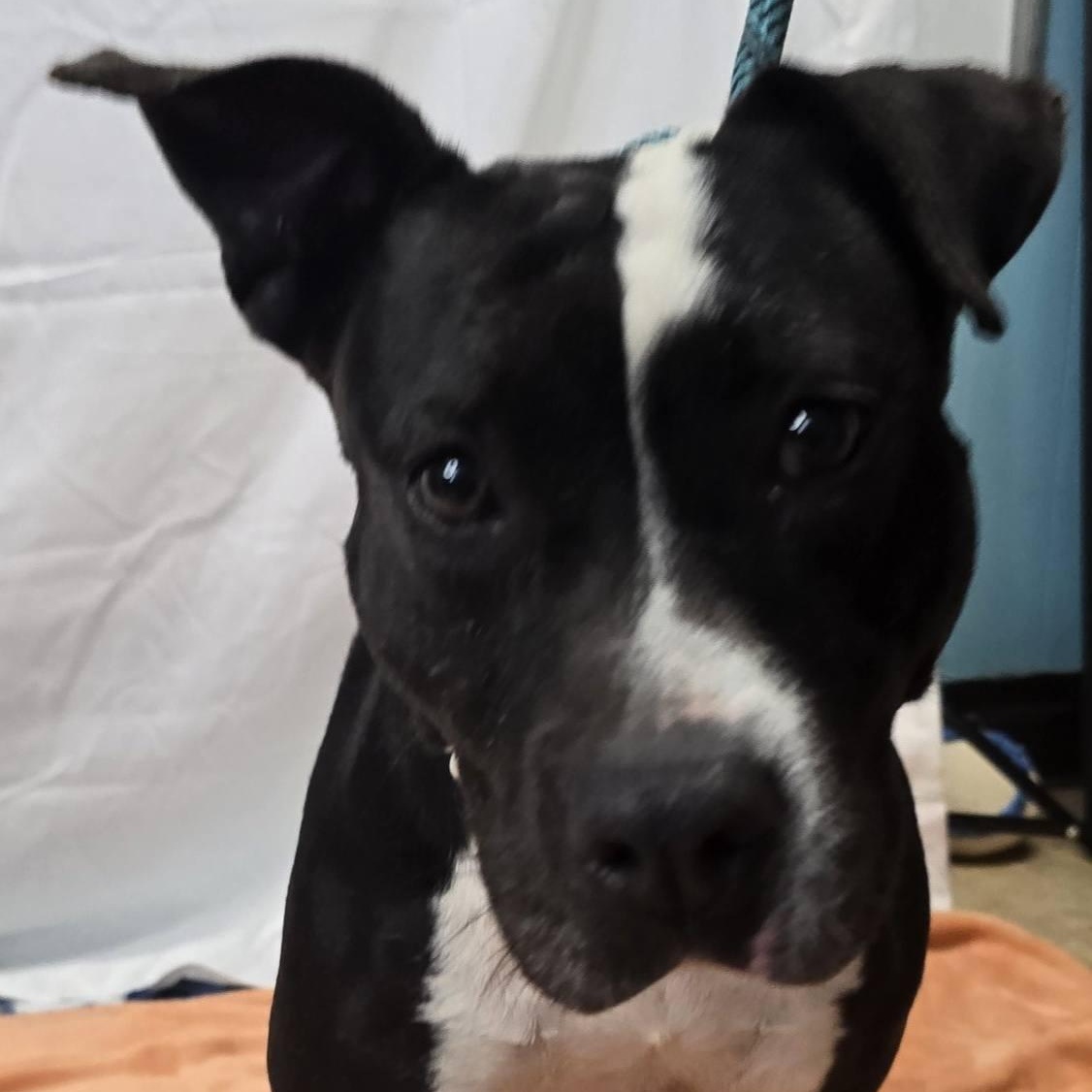 Mia, a Adoptable mixed breed in Milledgeville, GA image 1/3