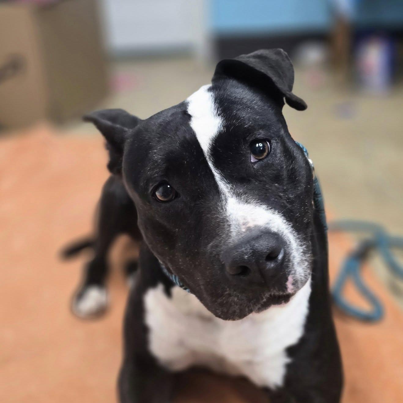 Mia, a Adoptable mixed breed in Milledgeville, GA image 3/3