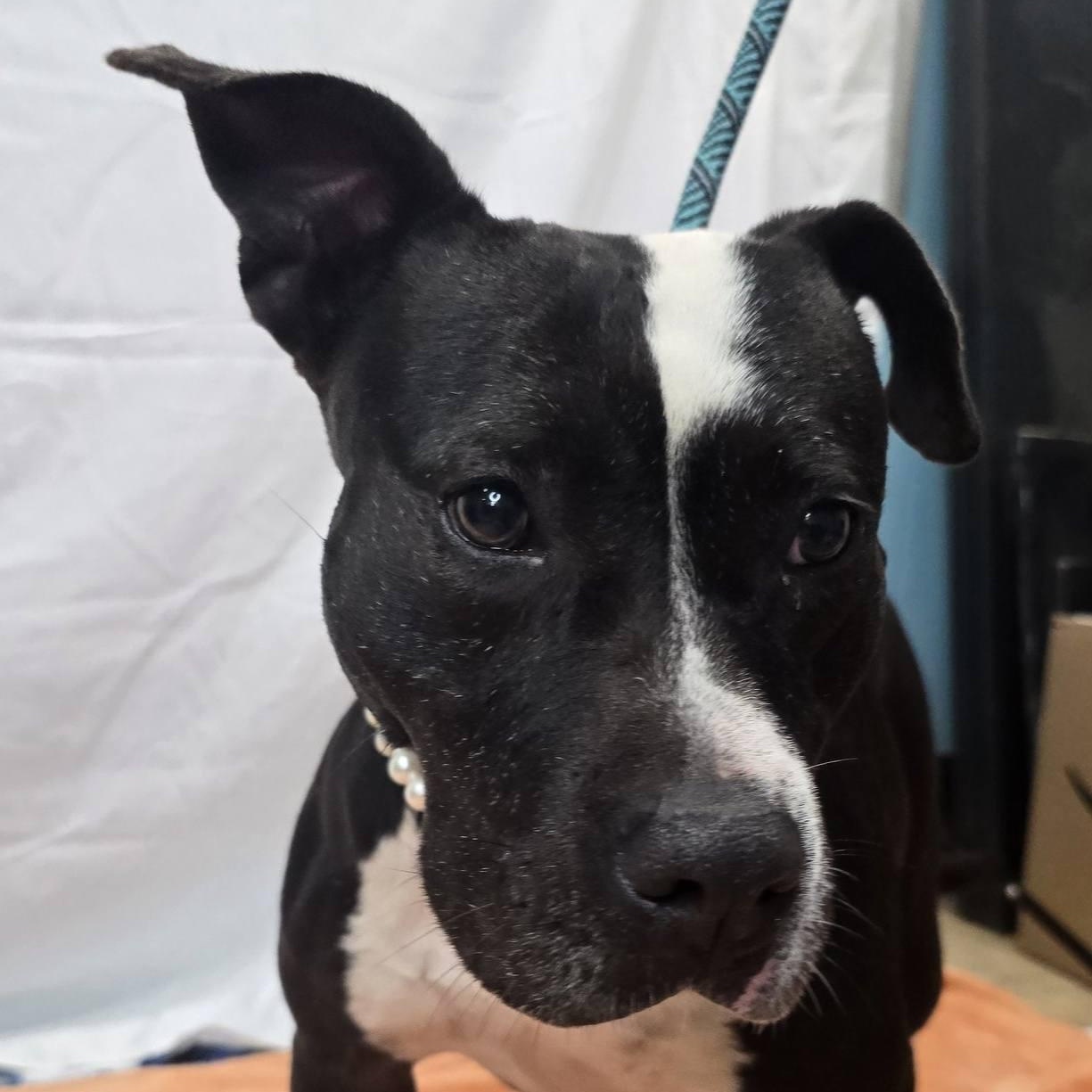 Mia, a Adoptable mixed breed in Milledgeville, GA image 2/3