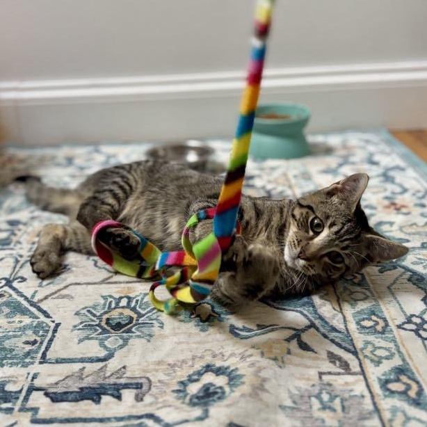 Larry, Adoptable, Kitten Male Domestic Short Hair.