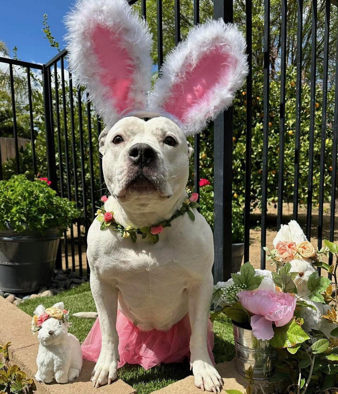 Tenley, Adoptable, Adult Female Pit Bull Terrier.