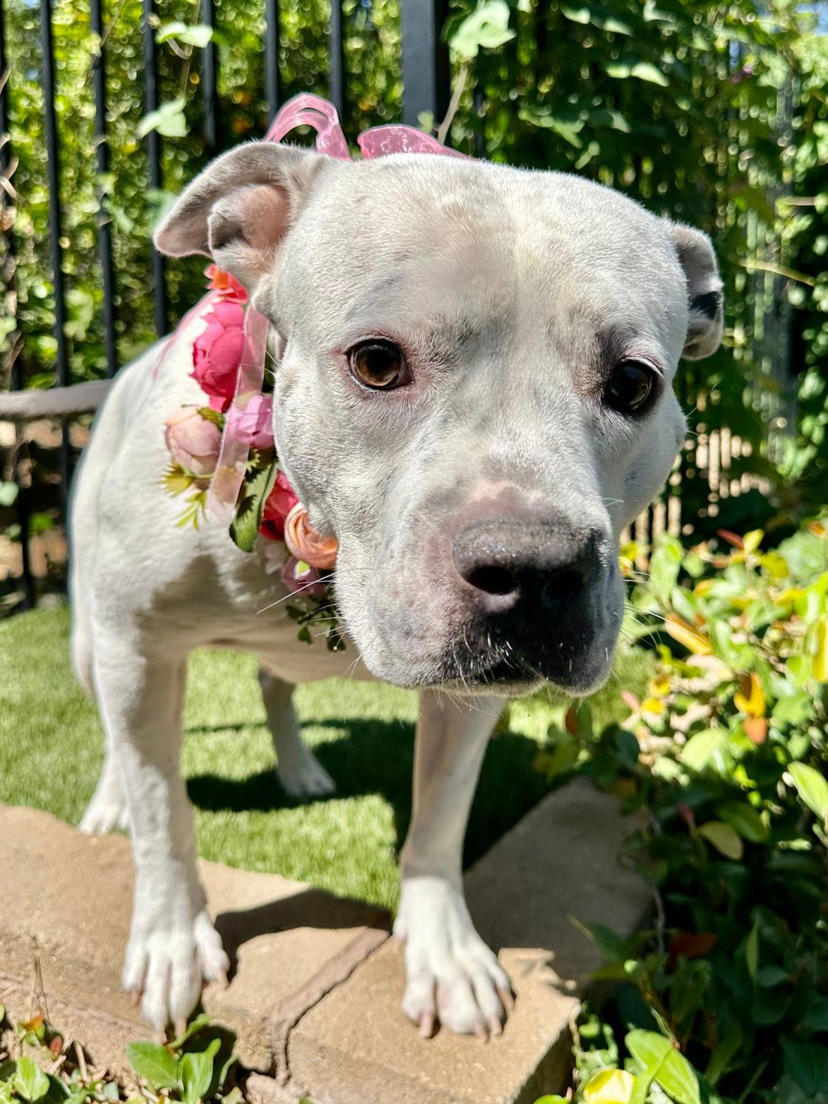 Tenley, Adoptable, Adult Female Pit Bull Terrier.