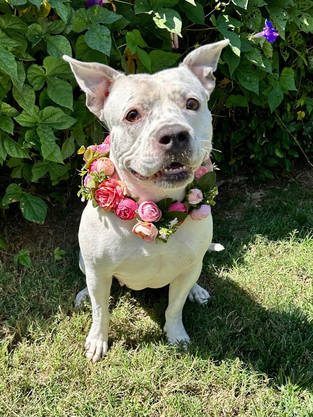 Enlarge Tenley, a Adoptable Pit Bull Terrier in Redlands, CA image 2/3