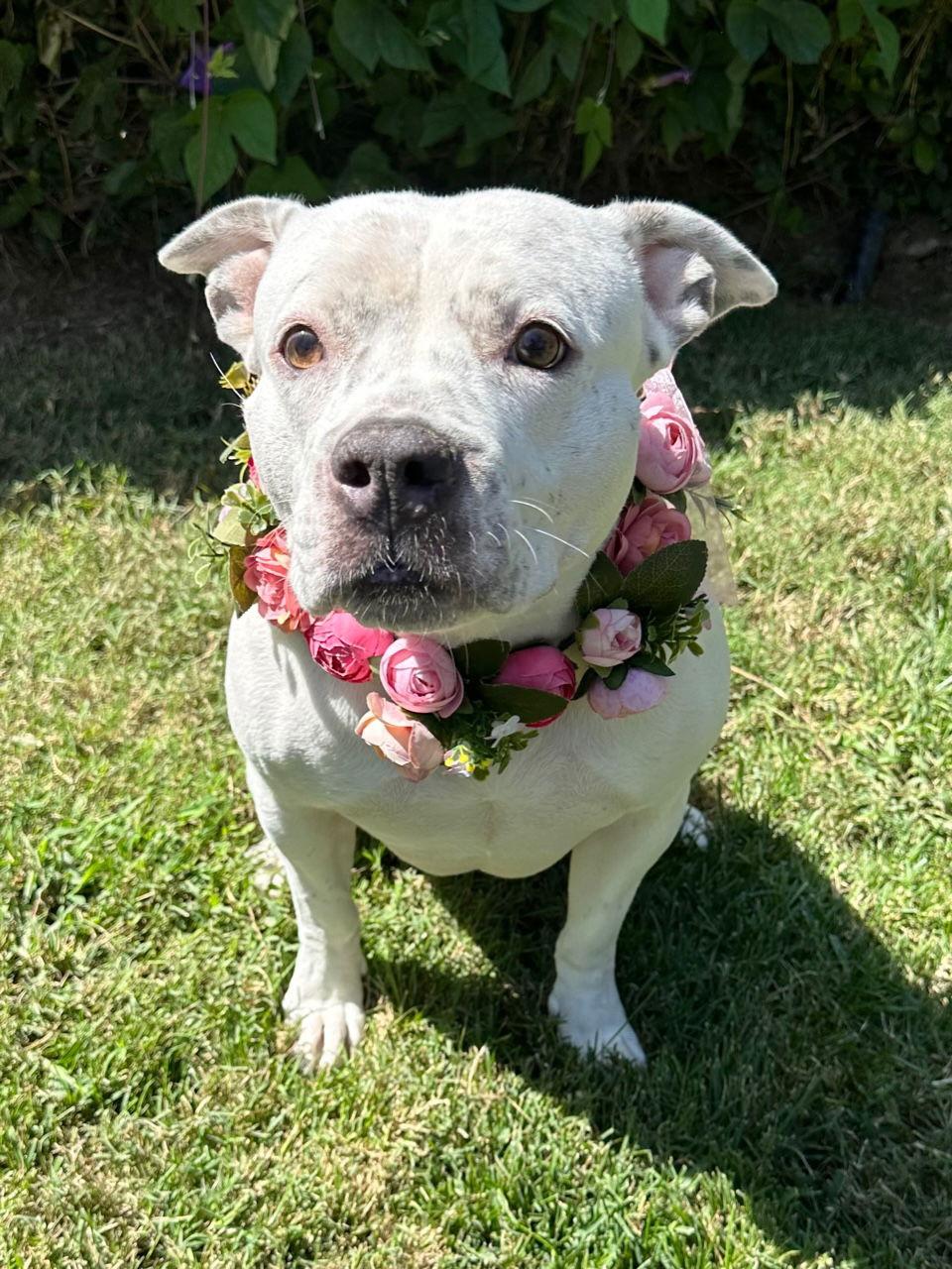 Tenley, a Adoptable Pit Bull Terrier in Redlands, CA image 3/3