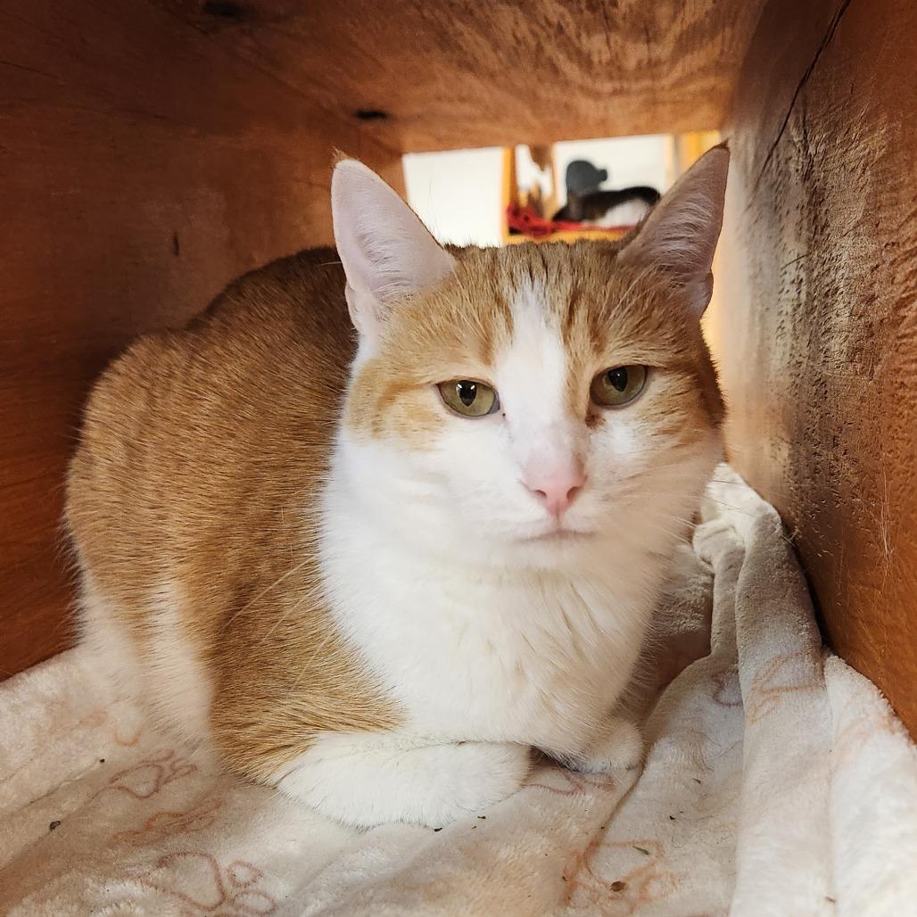Enlarge Millie, a Adoptable Domestic Short Hair in Delaware, OH image 1/6
