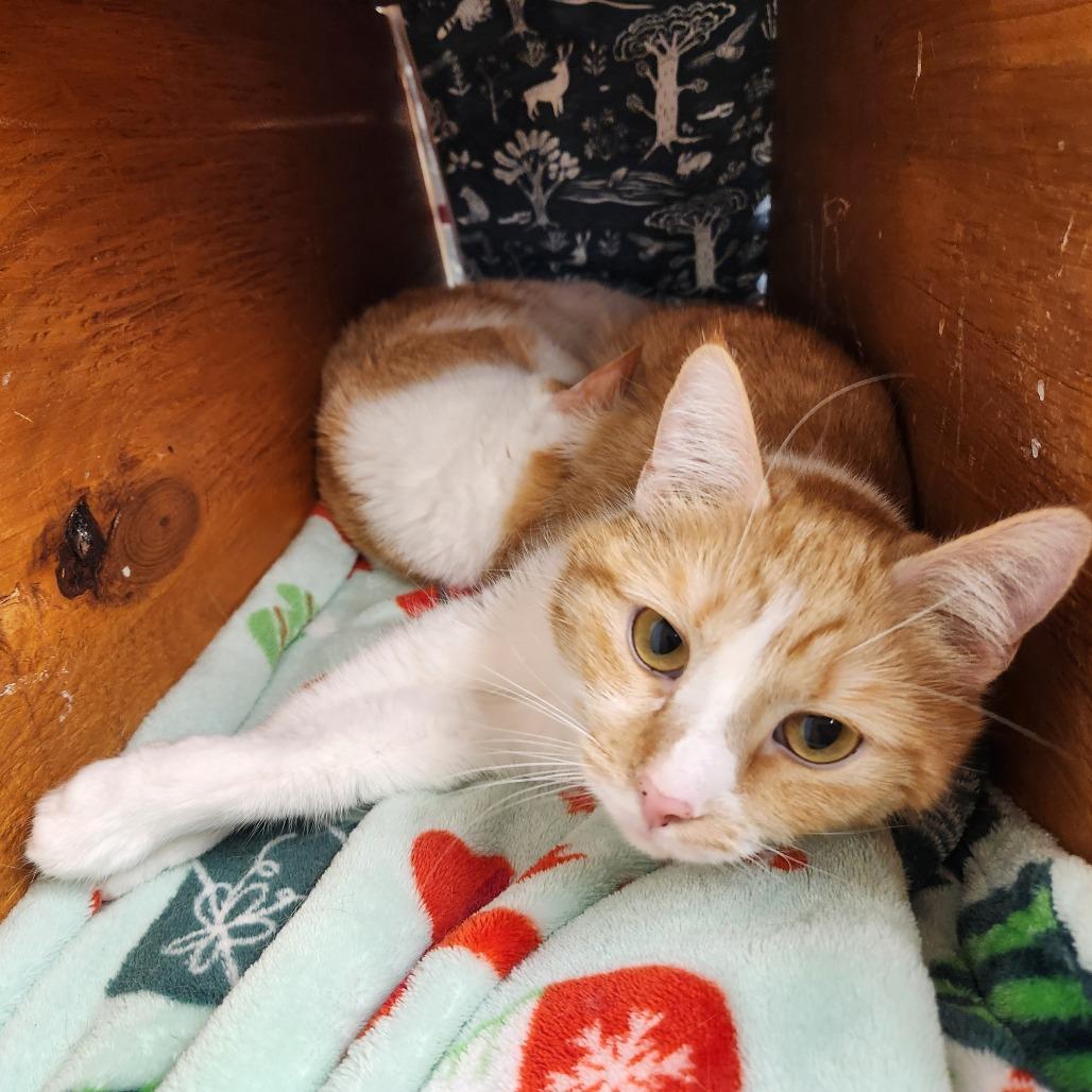 Enlarge Millie, a Adoptable Domestic Short Hair in Delaware, OH image 3/6