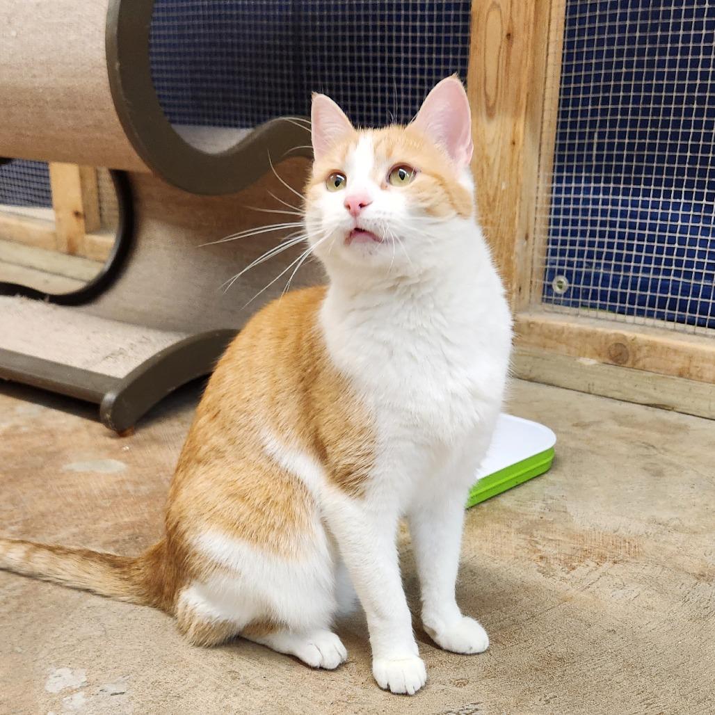Enlarge Millie, a Adoptable Domestic Short Hair in Delaware, OH image 4/6
