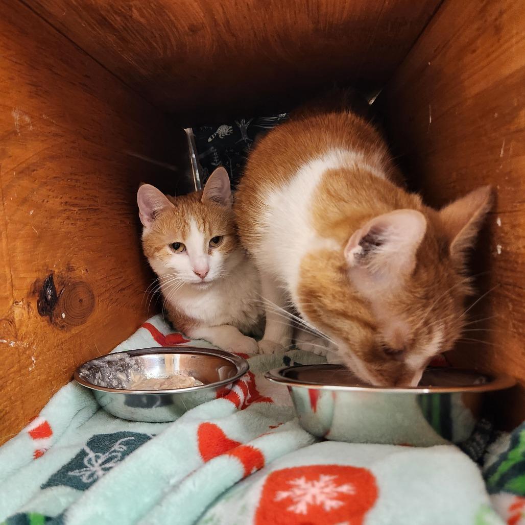 Enlarge Millie, a Adoptable Domestic Short Hair in Delaware, OH image 5/6