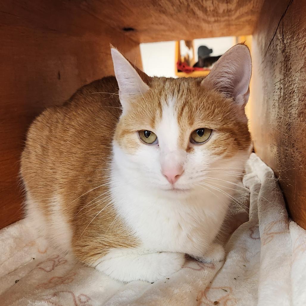 Enlarge Millie, a Adoptable Domestic Short Hair in Delaware, OH image 6/6
