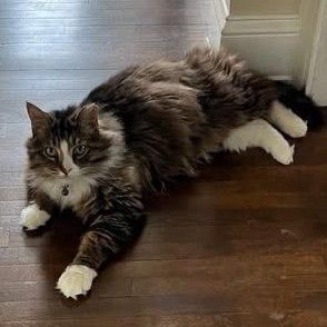 Muffin, an adoptable Tabby in Grand Rapids, MI_image-3
