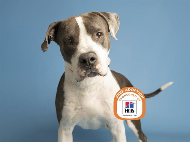 RUFUS, Adoptable, Adult Male Pit Bull Terrier & Mixed Breed.