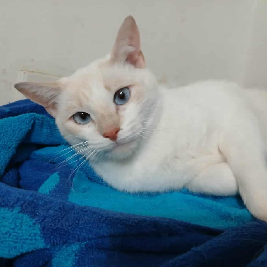 Chloe, a Adoptable mixed breed in Saugerties, NY image 5/6