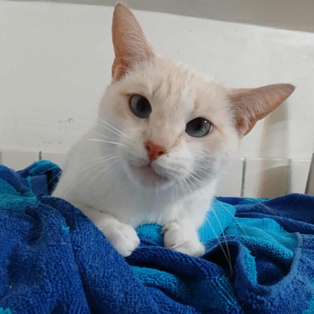 Chloe, Adoptable, Young Female Siamese.
