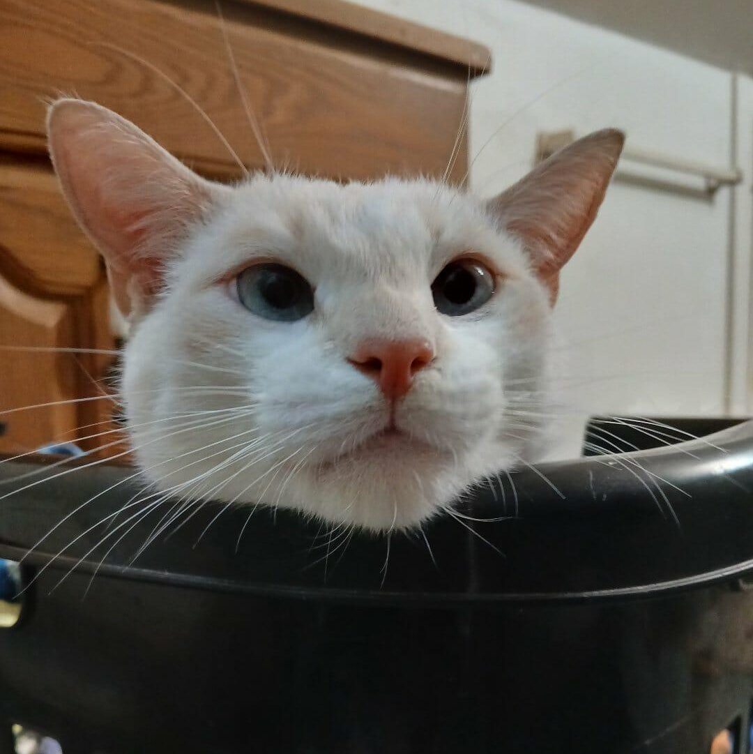 Chloe, a Adoptable mixed breed in Saugerties, NY image 3/6