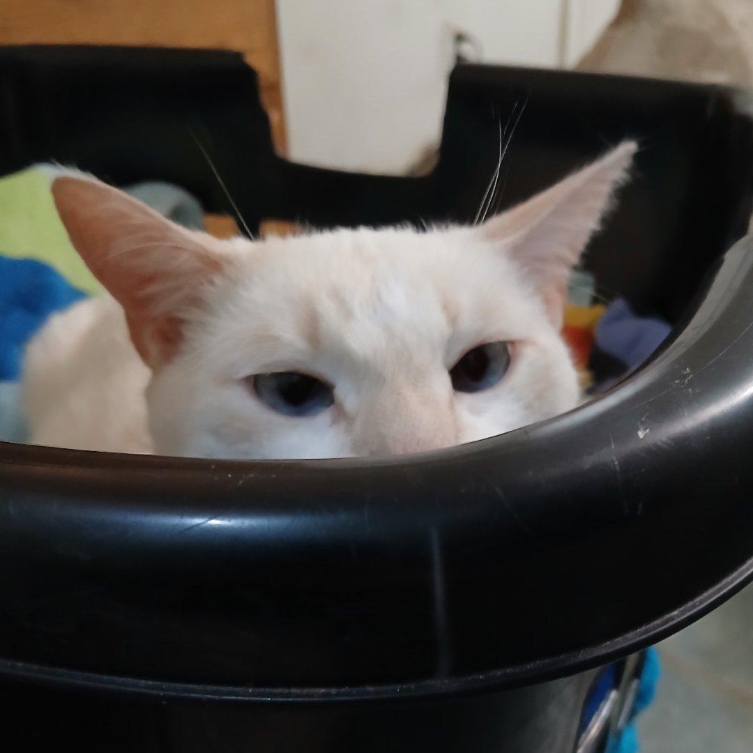 Chloe, a Adoptable mixed breed in Saugerties, NY image 2/6