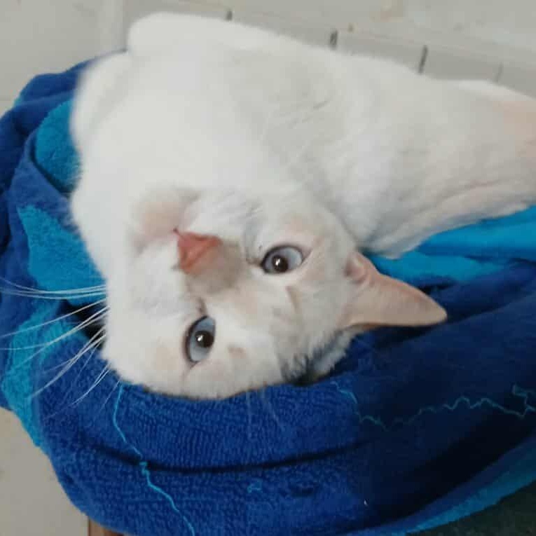 Chloe, a Adoptable mixed breed in Saugerties, NY image 6/6