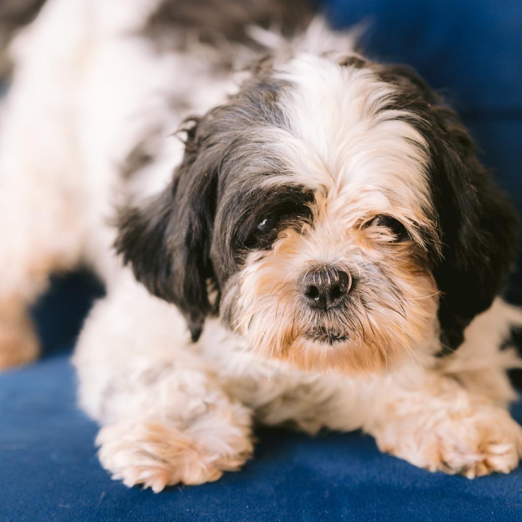 Rachel, ADOPTABLE, Adult Female Shih Tzu.