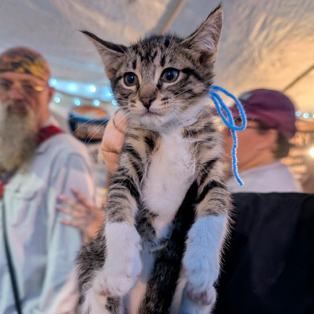 Enlarge Taylor F1, an adopted Domestic Short Hair in West Plains, MO image 1/1