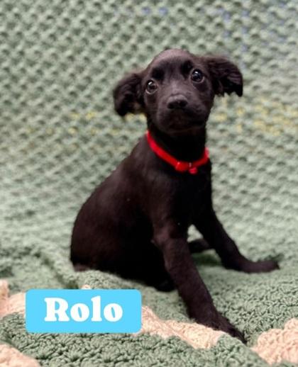 Rolo