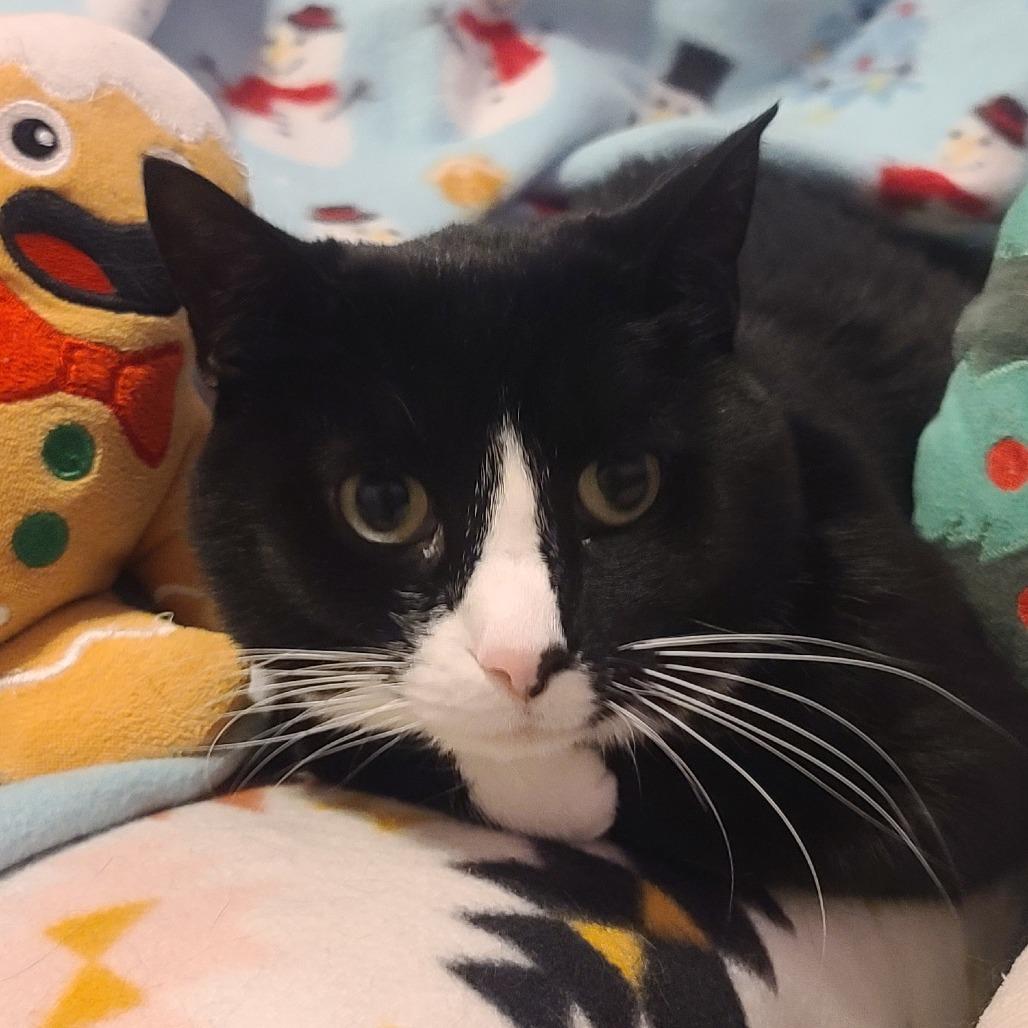 Moon, Adoptable, Senior Female Domestic Short Hair.