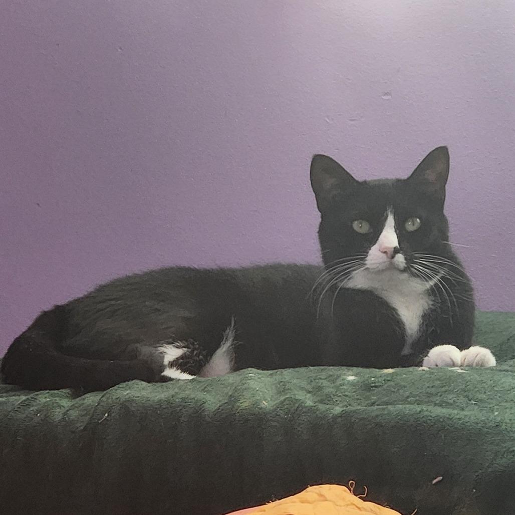 Moon, a Adoptable mixed breed in Evansville, IN image 2/6