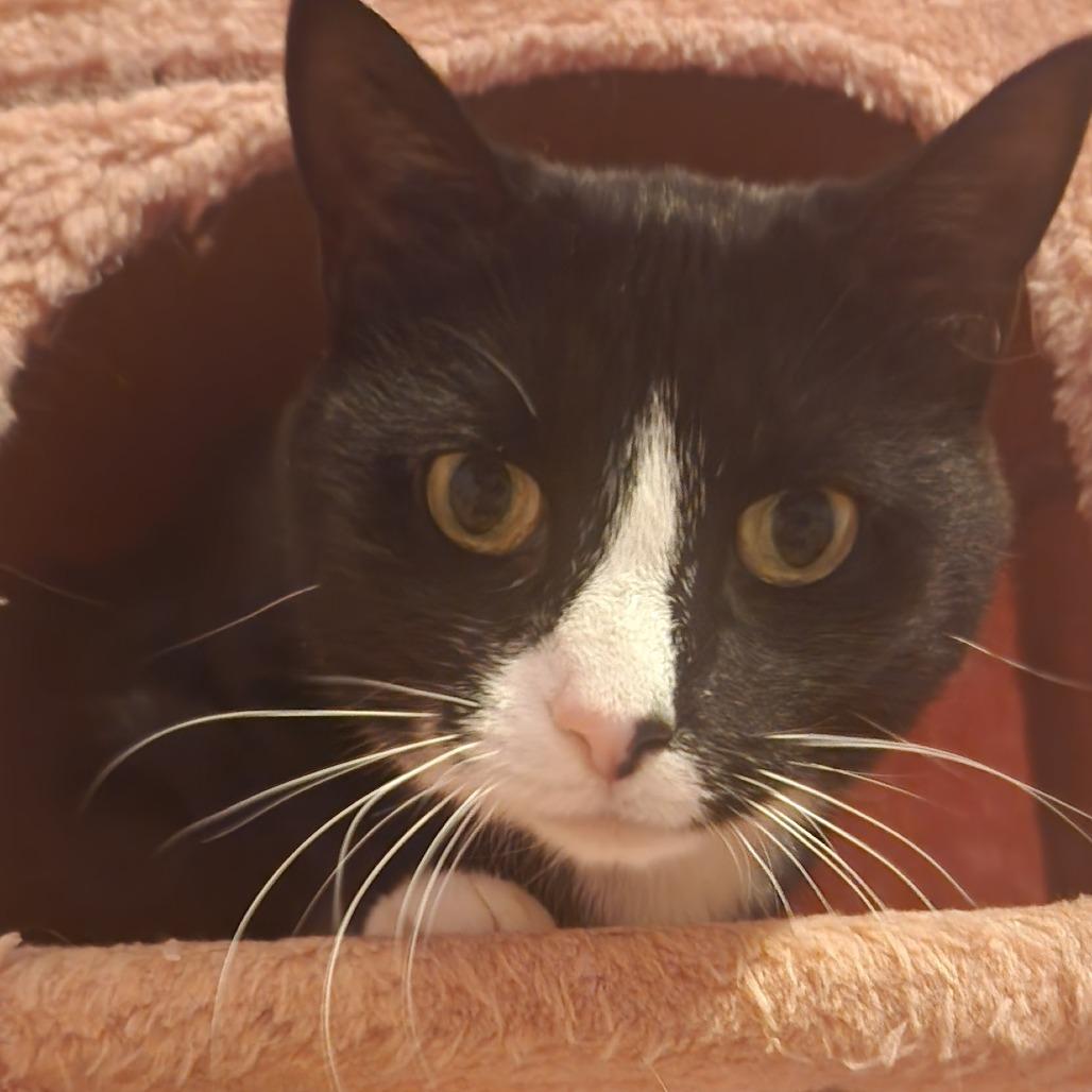 Moon, a Adoptable mixed breed in Evansville, IN image 3/6