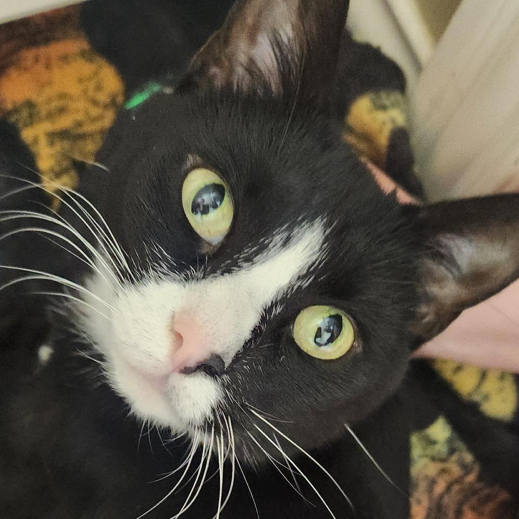 Enlarge Moon, a Adoptable mixed breed in Evansville, IN image 3/6