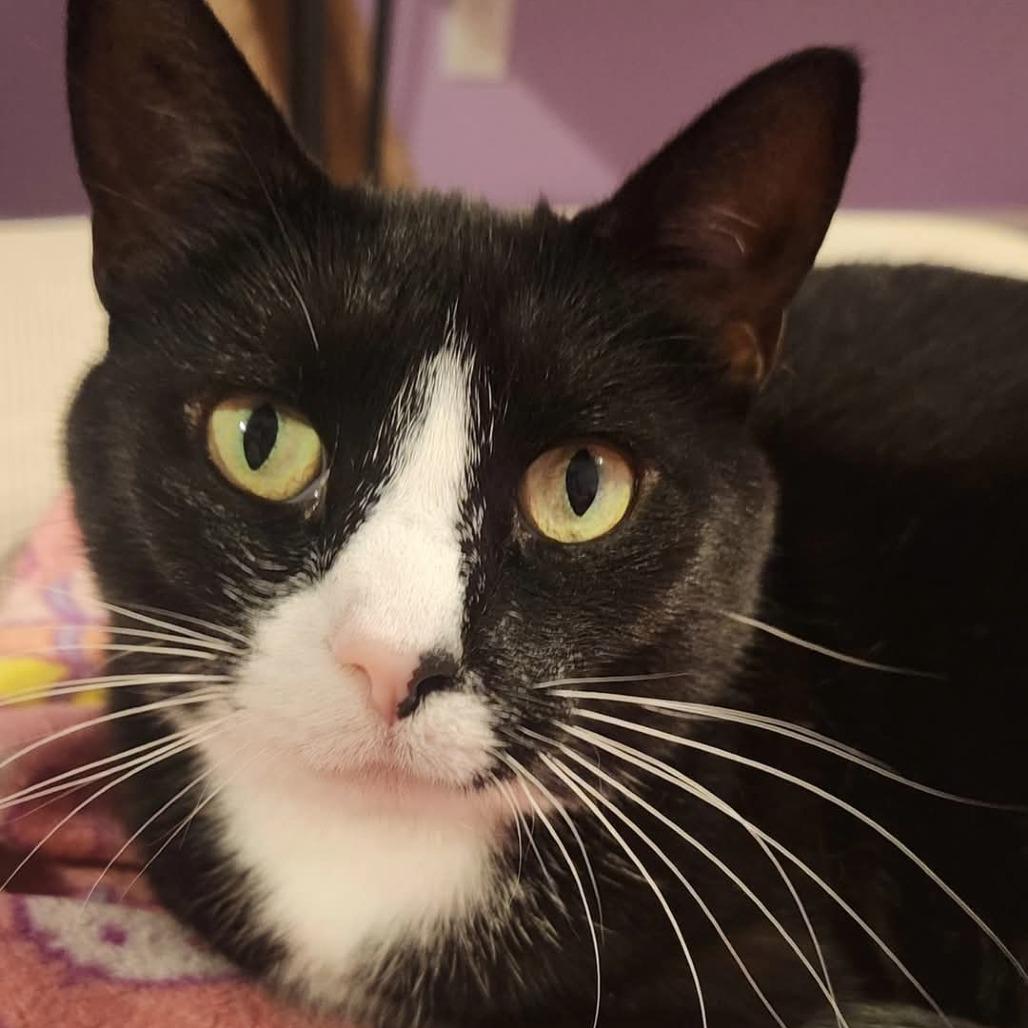 Enlarge Moon, a Adoptable mixed breed in Evansville, IN image 4/6